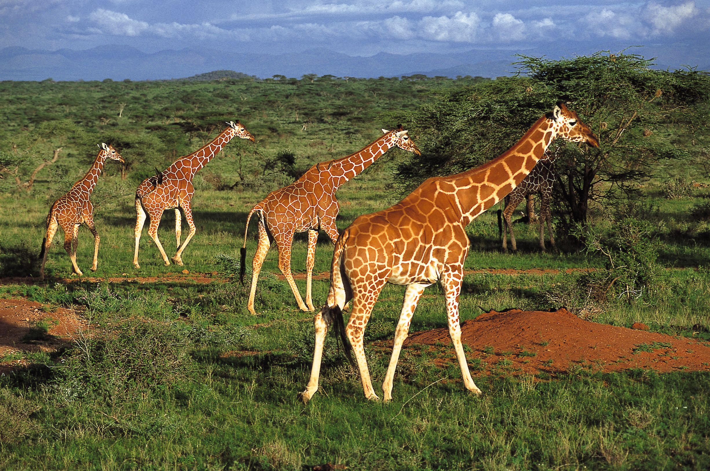 Африки животный география. Саванны Танзании. Саванна Восточной Африки Савана.