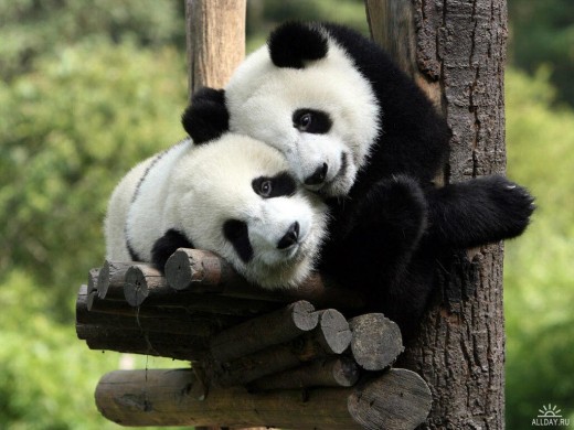 Панды - самцы и самки не живут вместе