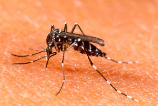 Как дать отпор комарам