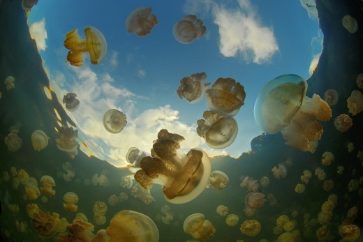В Италии и Испании установят сети против медуз