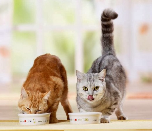 Как подобрать правильно корм для кошки?