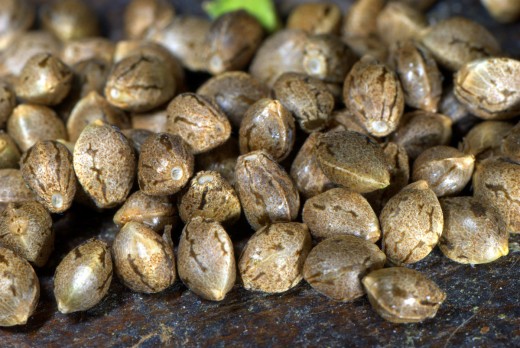Семена марихуаны: что бы такого скушать… полезного!