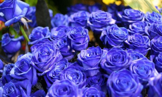 Синие розы - когда оживает сказка