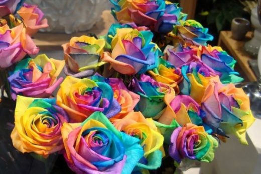 Радужные розы: как выращивают, чем окрашивают и как эффектно подарить