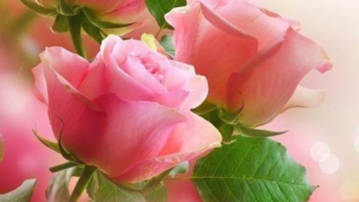 Что символизируют цвета роз?