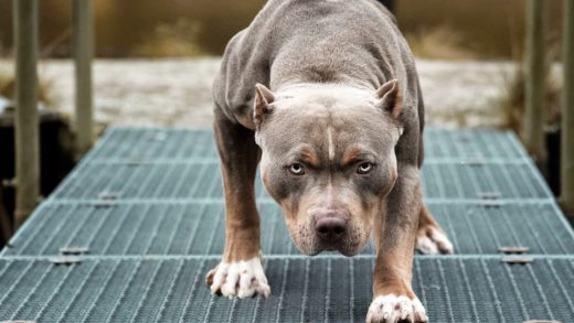 Защитники или угроза? Разоблачение мифов об опасных породах собак