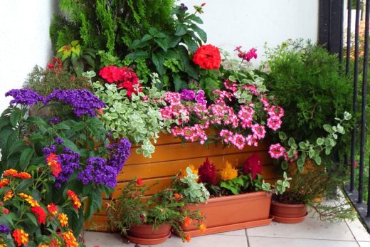Что посадить на балконе: руководство для начинающих садоводов