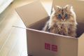Тягу кошек к коробкам объяснили научно