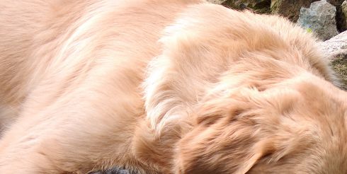 Заботимся о здоровье питомцев