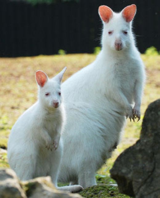 Животные альбиносы