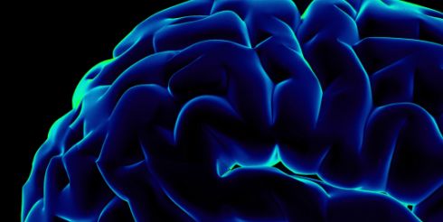 Мозг человека, только факты