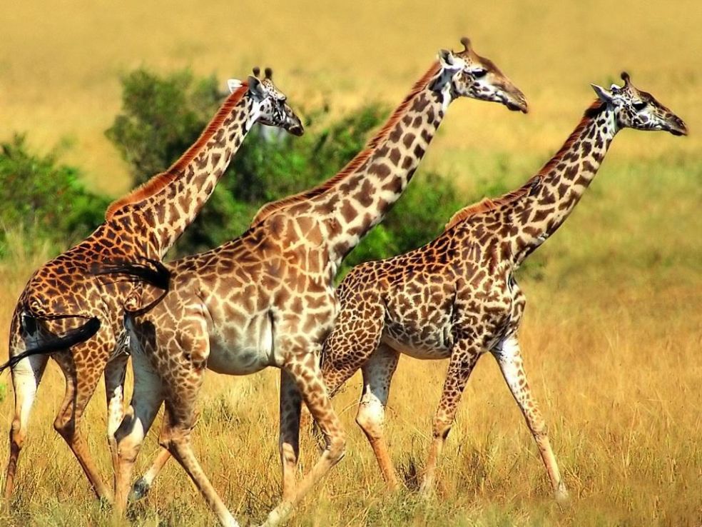 Откуда шея у жирафа