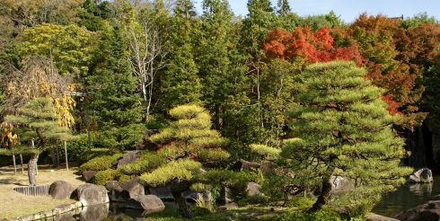 Карпы кои – самые популярные рыбки для садовых водоемов