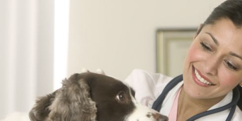 Вызываем ветеринара на дом