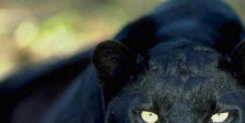 Атакуйте черную пантеру