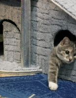 Как выбрать игровой домик для домашней кошки