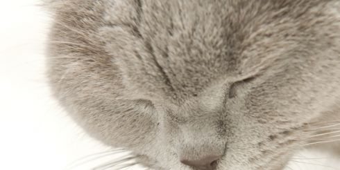 «Whiskas» — корм для здоровых кошек