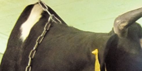 «Ешь Российское» посетили ЗАО «Колхоз «Уваровский»