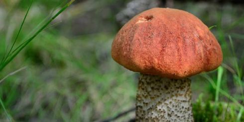 8 и 9 октября пройдет Грибной фестиваль