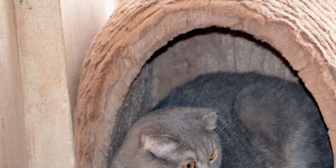 Какой домик нужен для кошки, как подобрать?