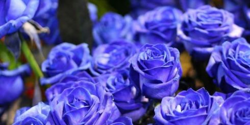 Синие розы — когда оживает сказка