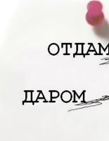 Отдам даром: что чаще всего россияне дарят в Интернете?