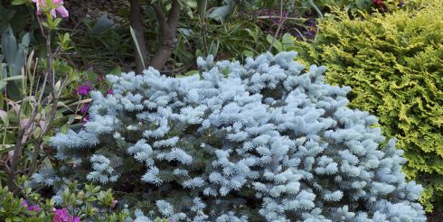 Где купить саженцы хвойных деревьев для своего загородного участка?