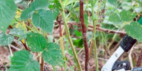 Уход за малиной весной после зимы: обрезка, обработка