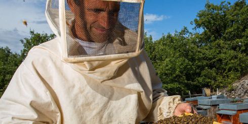 Пчеловодство сегодня – где купить необходимые вещи для старта пасеки?