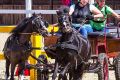 В Подмосковье прошел I Международный конный фестиваль “Иваново Поле”