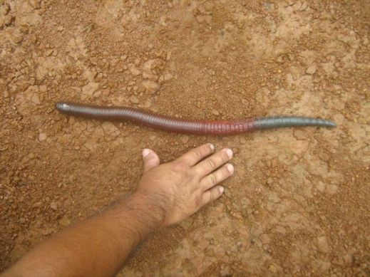 Эквадорский червь