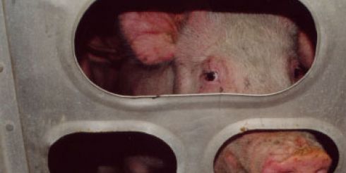 Самолеты для животных появятся в США