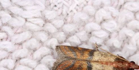 Народные средства от платяной моли: минусы и качественная альтернатива