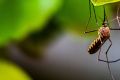 Как эффективно защититься от надоедливых комаров