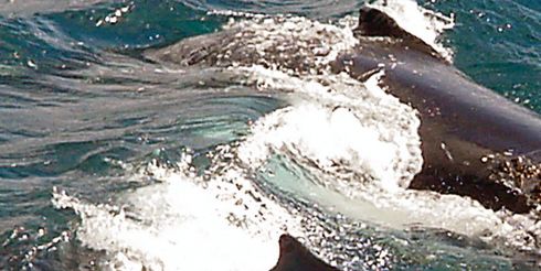 У берегов Нью-Йорка поселились полсотни горбатых китов