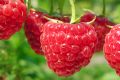 Полезна для похудения: эта ягода помогает обуздать голод