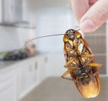 Как избавиться от тараканов: советы по эффективной дезинсекции