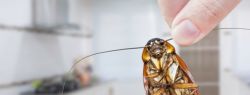 Как избавиться от тараканов: советы по эффективной дезинсекции