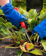 Как ухаживать за клубникой в сентябре: полная инструкция