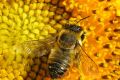 Погибнут пчелы – значит, и люди долго не протянут