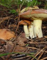 Известные виды съедобных грибов в США