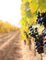 Биологические особенности земли подходящей под посадку виноградника