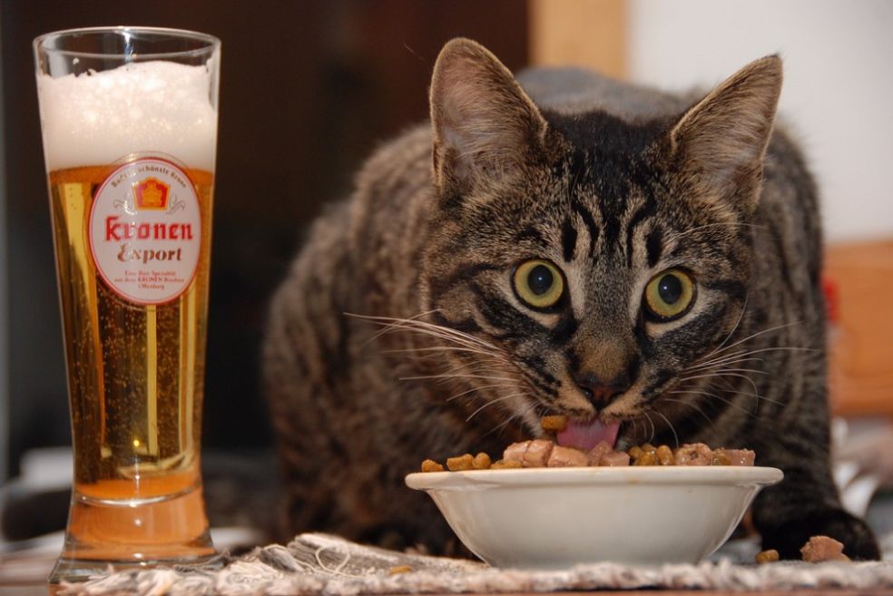  Пиво и кошка