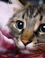 Фелинотерапия: от чего лечат кошки?