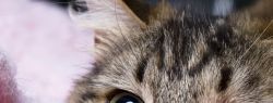 Фелинотерапия: от чего лечат кошки?