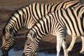 Ученые разгадали загадку полосатого окраса зебр