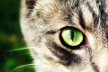 Всемирный день кошек отмечается 1 марта