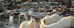 В Арктике проведут генеральную уборку