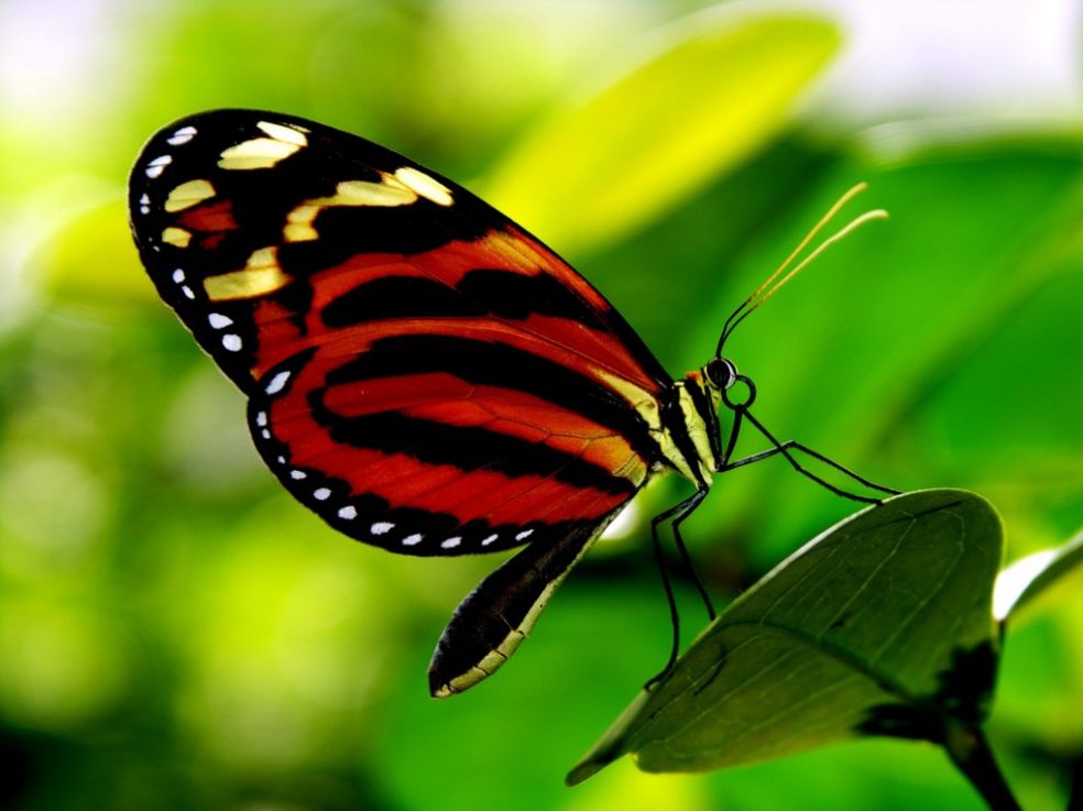 Бабочка в ботаническом саду Тускона, США