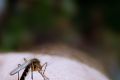 Праздник комаров отметили в Италии